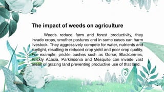 The impact of weeds on agriculture
Weeds reduce farm and forest productivity, they
invade crops, smother pastures and in s...