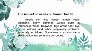 The impact of weeds on human health
Weeds can also cause human health
problems. Many common weeds such as
Parthenium Weed,...
