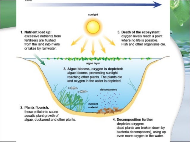 for diagram carbon cycle Impact 2015 on Ecosystem for diagram carbon cycle Impact 2015 on Ecosystem