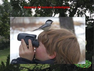 Impactos del turismo ornitológico.




                Título
 