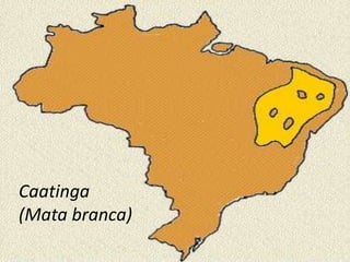 Caatinga
(Mata branca)
 