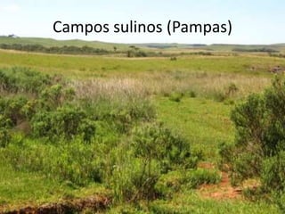 Campos sulinos (Pampas)
 