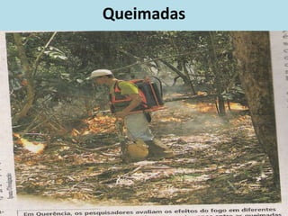Queimadas
 