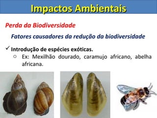 Impactos AmbientaisImpactos Ambientais
Perda da Biodiversidade
Fatores causadores da redução da biodiversidade
Introdução de espécies exóticas.
o Ex: Mexilhão dourado, caramujo africano, abelha
africana.
 