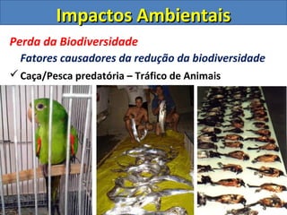 Impactos AmbientaisImpactos Ambientais
Perda da Biodiversidade
Fatores causadores da redução da biodiversidade
Caça/Pesca predatória – Tráfico de Animais
 