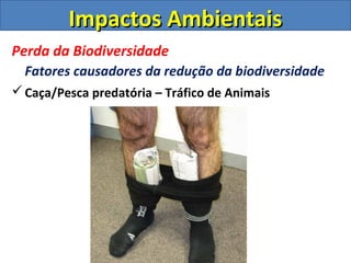Impactos AmbientaisImpactos Ambientais
Perda da Biodiversidade
Fatores causadores da redução da biodiversidade
Caça/Pesca predatória – Tráfico de Animais
 