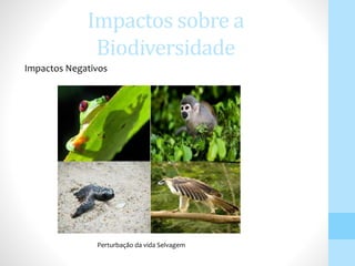 Impactos sobre a
Biodiversidade
Impactos Negativos
Perturbação da vida Selvagem
 