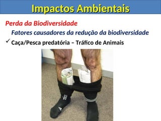Impactos Ambientais
Impactos Ambientais
Perda da Biodiversidade
Fatores causadores da redução da biodiversidade
Caça/Pesca predatória – Tráfico de Animais
 