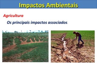 Impactos Ambientais
Agricultura
 Os principais impactos associados.
 