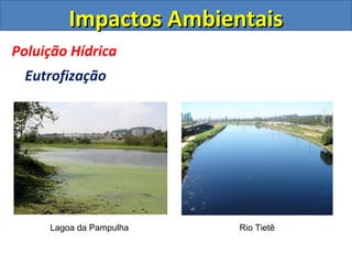 Impactos Ambientais
Poluição Hídrica
  Eutrofização




     Lagoa da Pampulha   Rio Tietê
 