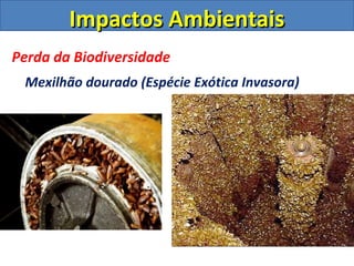 Impactos Ambientais
Perda da Biodiversidade
 Mexilhão dourado (Espécie Exótica Invasora)
 