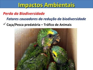 Impactos Ambientais
Perda da Biodiversidade
  Fatores causadores da redução da biodiversidade
 Caça/Pesca predatória – Tráfico de Animais
 