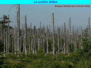 Bosque dañado por la lluvia ácida
LA LLUVIA ÁCIDA
 