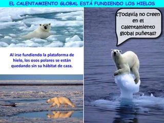 EL CALENTAMIENTO GLOBAL ESTÁ FUNDIENDO LOS HIELOS
Al irse fundiendo la plataforma de
hielo, los osos polares se están
quedando sin su hábitat de caza.
 