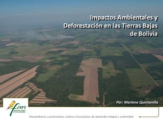 Impactos Ambientales y
Deforestación en las Tierras Bajas
de Bolivia
Por: Marlene Quintanilla
 