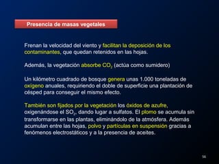 Presencia de masas vegetales
Frenan la velocidad del viento y facilitan la deposición de los
contaminantes, que quedan retenidos en las hojas.
Además, la vegetación absorbe CO2 (actúa como sumidero)
Un kilómetro cuadrado de bosque genera unas 1.000 toneladas de
oxígeno anuales, requiriendo el doble de superficie una plantación de
césped para conseguir el mismo efecto.
También son fijados por la vegetación los óxidos de azufre,
oxigenándose el SO2, dando lugar a sulfatos. El plomo se acumula sin
transformarse en las plantas, eliminándolo de la atmósfera. Además
acumulan entre las hojas, polvo y partículas en suspensión gracias a
fenómenos electrostáticos y a la presencia de aceites.
56
 