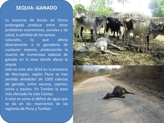 SEQUIA -GANADO
La ausencia de lluvias en forma
prolongada produce entre otros
problemas económicos, sociales y de
salud, la pérdida de los pastos
naturales, lo que afecta
directamente a la ganadería de
cualquier especie, produciendo la
muerte de numerosas cabezas de
ganado en la zona donde afecta la
sequia.
Solo en este año 2014 en la provincia
de Morropón, región Piura se han
perdido alrededor de 5300 cabezas
de ganado, entre vacuno, caprino,
ovino y equino. En Tumbes la zona
más afectada ha sido Casitas.
A esto se suma el déficit de agua que
se da en los reservorios de las
regiones de Piura y Tumbes
 