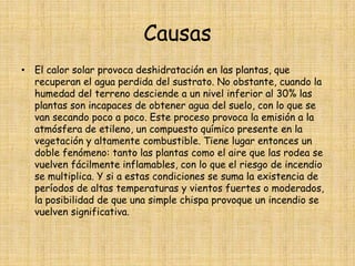 CausasEl calor solar provoca deshidratación en las plantas, que recuperan el agua perdida del sustrato. No obstante, cuando la humedad del terreno desciende a un nivel inferior al 30% las plantas son incapaces de obtener agua del suelo, con lo que se van secando poco a poco. Este proceso provoca la emisión a la atmósfera de etileno, un compuesto químico presente en la vegetación y altamente combustible. Tiene lugar entonces un doble fenómeno: tanto las plantas como el aire que las rodea se vuelven fácilmente inflamables, con lo que el riesgo de incendio se multiplica. Y si a estas condiciones se suma la existencia de períodos de altas temperaturas y vientos fuertes o moderados, la posibilidad de que una simple chispa provoque un incendio se vuelven significativa.