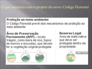 O que mudaria com o projeto do novo   Código Florestal 