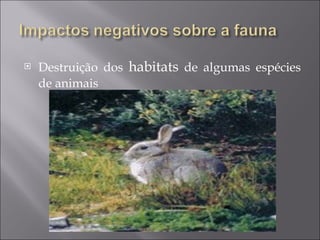 Destruição dos  habitats  de algumas espécies de animais 
