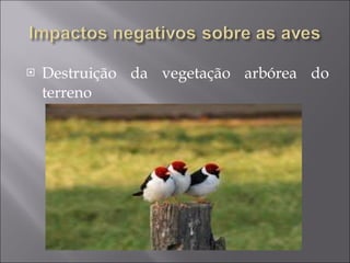 Destruição da vegetação arbórea do terreno 