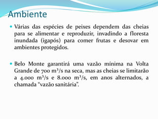 Ambiente
 Várias das espécies de peixes dependem das cheias
para se alimentar e reproduzir, invadindo a floresta
inundada (igapós) para comer frutas e desovar em
ambientes protegidos.
 Belo Monte garantirá uma vazão mínima na Volta
Grande de 700 m³/s na seca, mas as cheias se limitarão
a 4.000 m³/s e 8.000 m³/s, em anos alternados, a
chamada “vazão sanitária”.
 
