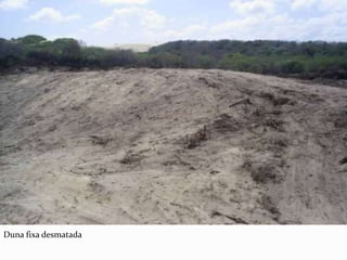 Duna fixa desmatada
 