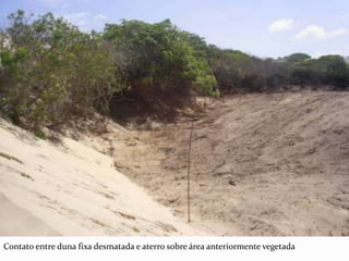 Contato entre duna fixa desmatada e aterro sobre área anteriormente vegetada
 