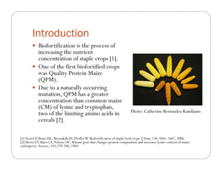 The impact of Quality Protein Maize (QPM) on school children’s weight and height: Results from an effectiveness trial in Colombia