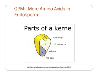 The impact of Quality Protein Maize (QPM) on school children’s weight and height: Results from an effectiveness trial in Colombia