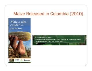 The impact of Quality Protein Maize (QPM) on school children’s weight and height: Results from an effectiveness trial in Colombia
