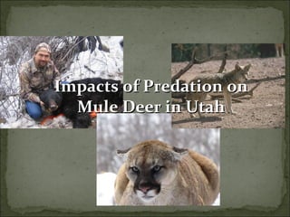 Impacts of Predation on Mule Deer in Utah 