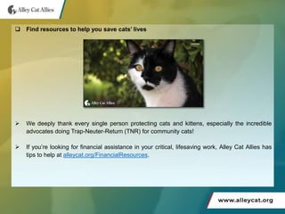 Tippy's story and lifesaving resources for cats | PPT
