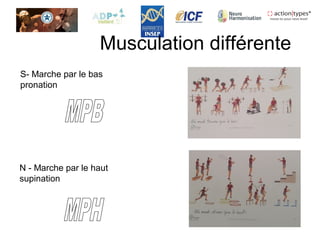 Musculation différente
S- Marche par le bas
pronation
N - Marche par le haut
supination
 