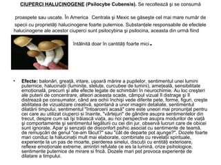 CIUPERCI HALUCINOGENE (Psilocybe Cubensis). Se recoltează şi se consumă
proaspete sau uscate. În America Centrala şi Mexic se găseşte cel mai mare număr de
specii cu proprietăţi halucinogene foarte puternice. Substanţele responsabile de efectele
halucinogene ale acestor ciuperci sunt psilocybina şi psilocina, aceasta din urmă fiind
întâlnită doar în cantităţi foarte mici.
• Efecte: balonări, greaţă, iritare, uşoară mărire a pupilelor, sentimentul unei lumini
puternice, halucinaţii (luminiţe, steluţe, curcubee de lumini), ameţeală, sensibilitate
emoţională, precum şi alte efecte legate de schimbări în neurochimie. Au loc creşteri
ale puterii de concentrare, alteori aceasta scade, câmpul vizual îl distrage şi îl
distrează pe consumator, când are ochii închişi vede diferite pete, forme, figuri, creşte
abilitatea de vizualizare creativă, spontană a unor imagini detaliate, sentimentul
dilatării timpului, sentimentul "întoarcerii acasă" care este uneori mai pronunţat pentru
cei care au utilizat ciuperci si înainte, "vârtejuri" de gândire asupra sentimentelor din
trecut, despre cum să îşi trăiască viaţa, au noi perspective asupra modurilor de viaţă
şi comportamente şi sentimentul legăturii cu cei din jur, observă lucruri care de obicei
sunt ignorate. Apar şi senzaţii de disconfort psihic asociat cu sentimente de teamă,
de remuşcări de genul "ce-am făcut?" sau "cât de departe pot ajunge?". Dozele foarte
mari conduc la halucinaţii mult mai elaborate, combinate cu revelaţii spirituale,
experienţe la un pas de moarte, pierderea sinelui, discuţii cu entităţi exterioare,
reflexe emoţionale extreme, amintiri refulate ce ies la lumină, crize psihologice,
sentimente puternice de mirare si frică. Dozele mari pot provoca experienţe de
dilatare a timpului.
 