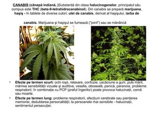 CANABIS (cânepă indiană, )Substanţă din clasa halucinogenelor. principalul său
compus este THC (beta-9-tetrahidrocanabinol), Din canabis se prepară marijuana,
haşiş - în tablete de diverse culori; ulei de canabis, derivat al haşişului, iarba de
canabis. Marijuana şi haşişul se fumează ("joint") sau se mănâncă
• Efecte pe termen scurt: ochi roşii, relaxare, confuzie, uscăciune a gurii, puls mărit,
mărirea sensibilităţii vizuale şi auditive, veselie, oboseală, panică, paranoia, probleme
respiratorii; în combinaţie cu PCP (praful îngerilor) poate provoca halucinaţii, comă
sau moarte.
• Efecte pe termen lung: probleme respiratorii, afecţiuni cerebrale sau pierderea
memoriei, dedublarea personalităţii; la persoanele mai sensibile - halucinaţii,
sentimentul persecuţiei.
 