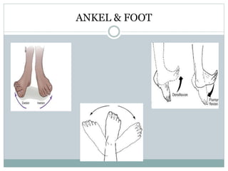 ANKEL & FOOT
 