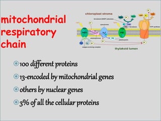 Impaired mitochondrial protein synthesis | PPTX