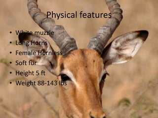 Physical featuresWhite muzzleLong HornsFemale HornlessSoft furHeight 5 ftWeight 88-143 lbs
