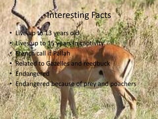 Interesting FactsLive up to 13 years oldLives up to 15 years in captivityFrench call it PallahRelated to Gazelles and reedbuckEndangered Endangered because of prey and poachers
