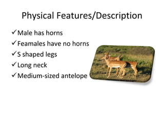 Physical Features/Description Male has horns Feamales have no horns S shaped legs Long neck Medium-sized antelope