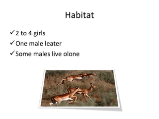 Habitat 2 to 4 girls One male leater Some males live olone
