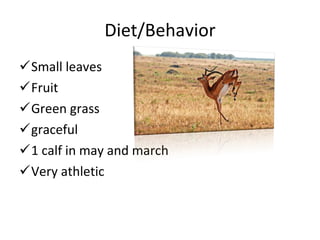 Diet/Behavior Small leaves Fruit Green grass graceful 1 calf in may and march Very athletic