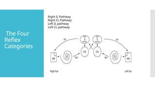 The Four
Reflex
Categories
Right IL Pathway
Right CL Pathway
Left IL pathway
Left CL pathway
 