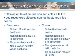 Anatomía y fisiología del ojo Células receptoras Bastones Sobre 120 millones de bastones Responden a la luz y a la oscuridad  Muy sensibles a la luz Nos proveen nuestra visión nocturna Conos Sobre 8 millones de conos Responden a los colores como a la luz y a la oscuridad Trabajan mejor en el brillo de la luz Se encuentran más en la Fóvea  Células en la retina que son sensibles a la luz Los receptores visuales son los bastones y los  conos 