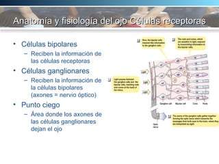 Anatomía y fisiología del ojo Células receptoras  Células bipolares Reciben la información de las células receptoras Células ganglionares Reciben la información de la células bipolares (axones = nervio óptico) Punto ciego Área donde los axones de las células ganglionares dejan el ojo 
