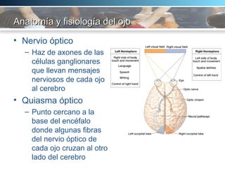 Anatomía y fisiología del ojo Nervio óptico  Haz de axones de las células ganglionares que llevan mensajes nerviosos de cada ojo al cerebro  Quiasma óptico  Punto cercano a la base del encéfalo donde algunas fibras del nervio óptico de cada ojo cruzan al otro lado del cerebro  