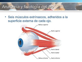 Anatomía y fisiología del ojo Seis músculos extrínsecos, adheridos a la superficie externa de cada ojo.  
