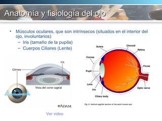 Anatomía y fisiología del ojo Músculos oculares, que son intrínsecos (situados en el interior del ojo, involuntarios) Iris (tamaño de la pupila) Cuerpos Ciliares (Lente) Ver  video 