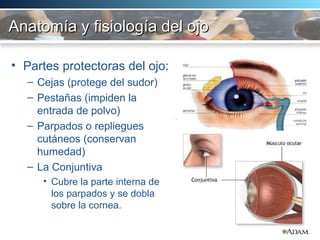 Anatomía y fisiología del ojo   Partes protectoras del ojo:  Cejas (protege del sudor) Pestañas (impiden la entrada de polvo) Parpados o repliegues cutáneos (conservan humedad) La Conjuntiva  Cubre la parte interna de los parpados y se dobla sobre la cornea.  